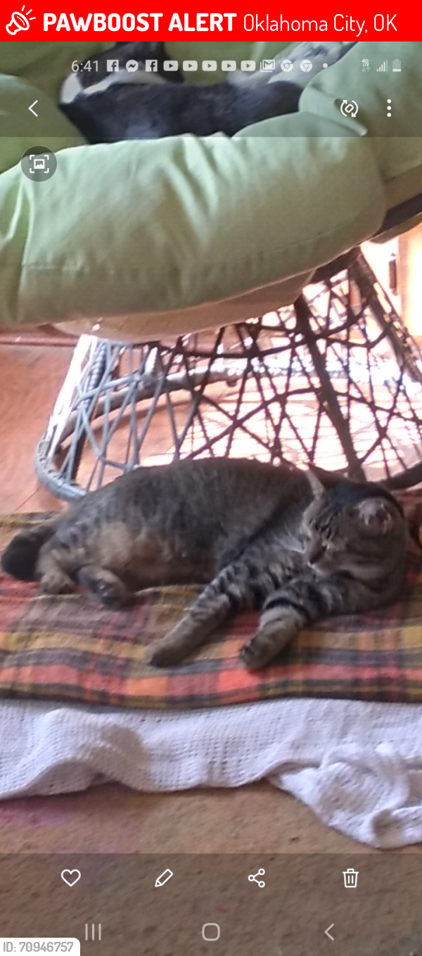 Lost Male Cat last seen SW 53rd n S Ross, Oklahoma City, OK 73119