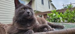 Lost Female Cat last seen Donna Ave & Merridy St, Los Angeles, CA 91324