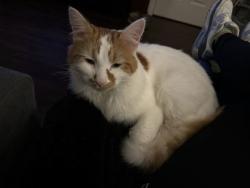 Lost Male Cat last seen Stoneyflatts Park, South Queensferry, EH30 9YL, Queensferry, Scotland EH30 9YL