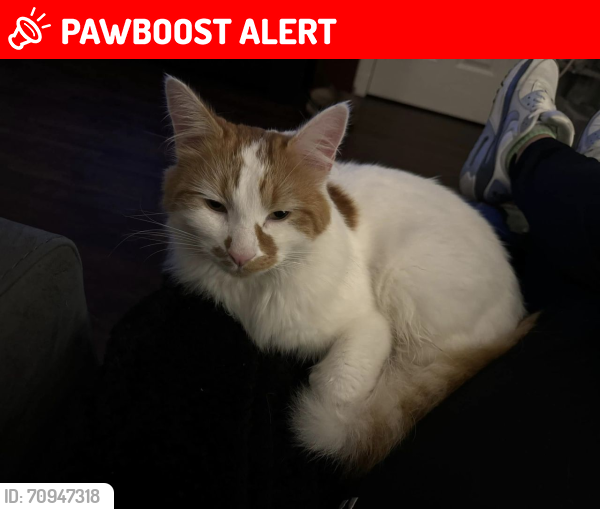 Lost Male Cat last seen Stoneyflatts Park, South Queensferry, EH30 9YL, Queensferry, Scotland EH30 9YL