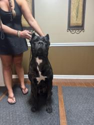 Lost Male Dog last seen Near Eleanor terrace Atlanta GA, Atlanta, GA 30318