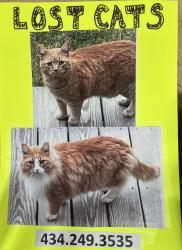 Lost Male Cat last seen Mille School Rd and Midway Rd , Charlottesville, VA 22903