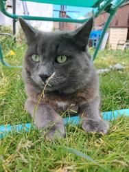 Lost Male Cat last seen Chadwell Heath, Romford , Greater London, England RM6 5AH