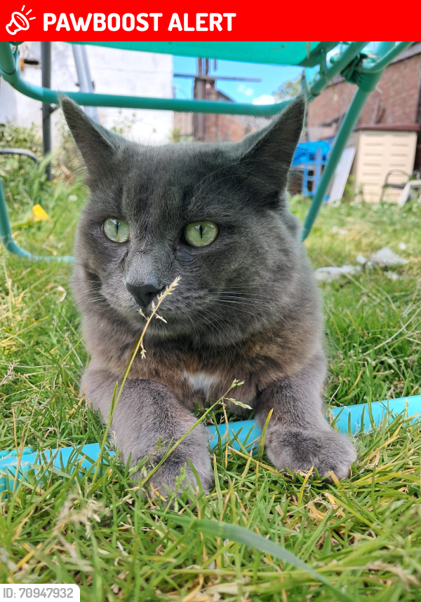 Lost Male Cat last seen Chadwell Heath, Romford, Greater London, England RM6 5AH