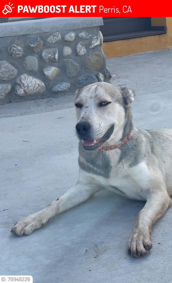 Lost Male Dog last seen Zelma drive/meadow lane , Perris, CA 92570