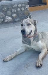 Lost Male Dog last seen Zelma drive/meadow lane , Perris, CA 92570