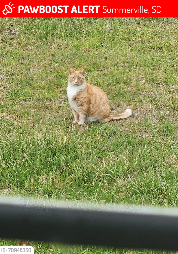 Lost Male Cat last seen Hotspot / Myers Rd / Pine Ridge Fire Department , Summerville, SC 29486