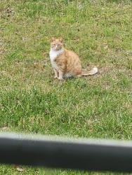 Lost Male Cat last seen Hotspot / Myers Rd / Pine Ridge Fire Department , Summerville, SC 29486