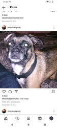 Lost Male Dog last seen West avenue j13 and Beach, Lancaster, CA 93536