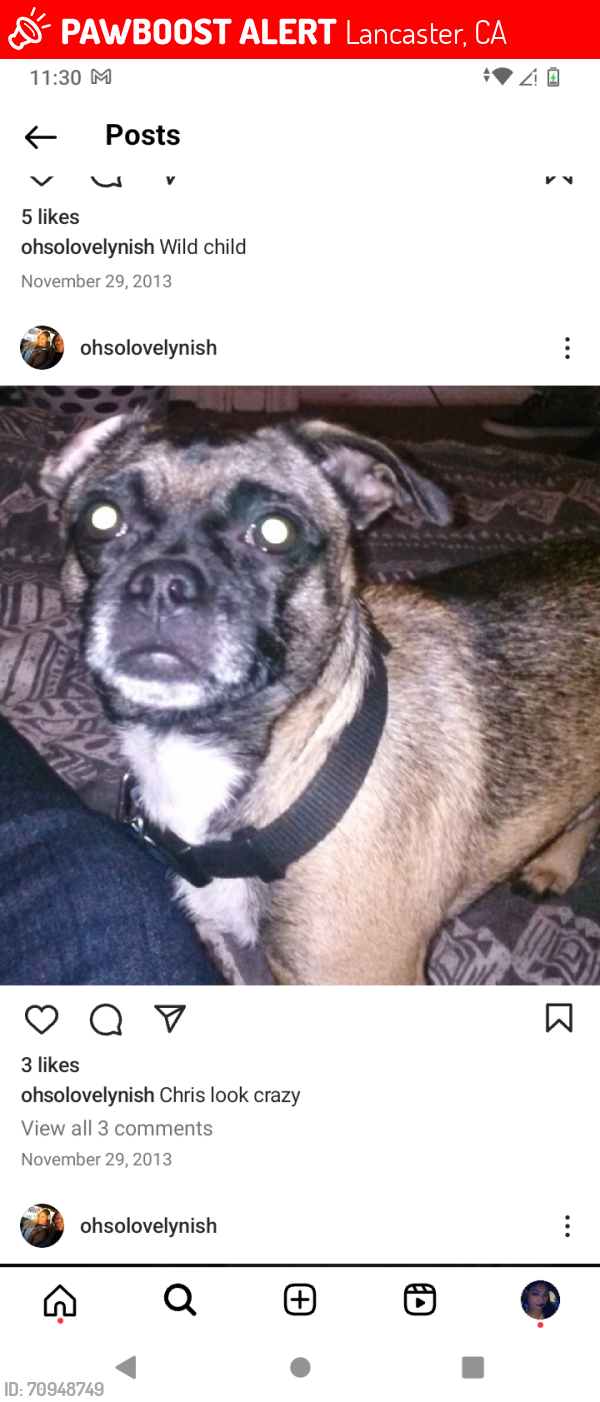 Lost Male Dog last seen West avenue j13 and Beach, Lancaster, CA 93536
