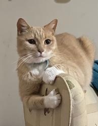 Lost Male Cat last seen Barberry Lane to Peck Hill Road to Old Quarry Road, Woodbridge, CT 06525