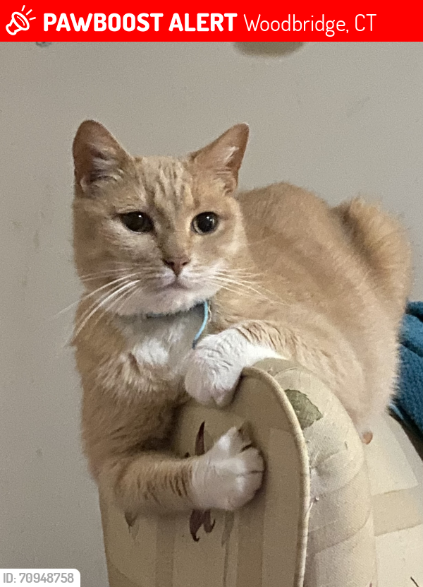 Lost Male Cat last seen Barberry Lane to Peck Hill Road to Old Quarry Road, Woodbridge, CT 06525