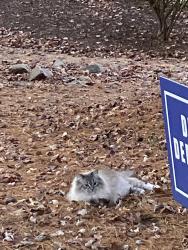 Reunited Unknown Cat last seen Holmes Run Parkway at North Ripley, Alexandria, VA 22304