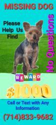 Lost Male Dog last seen Raymond and Lake close to Western Glendale a 91201, Glendale, CA 91201