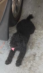 Lost Male Dog last seen hse on Compton St, Brandon, FL 33511