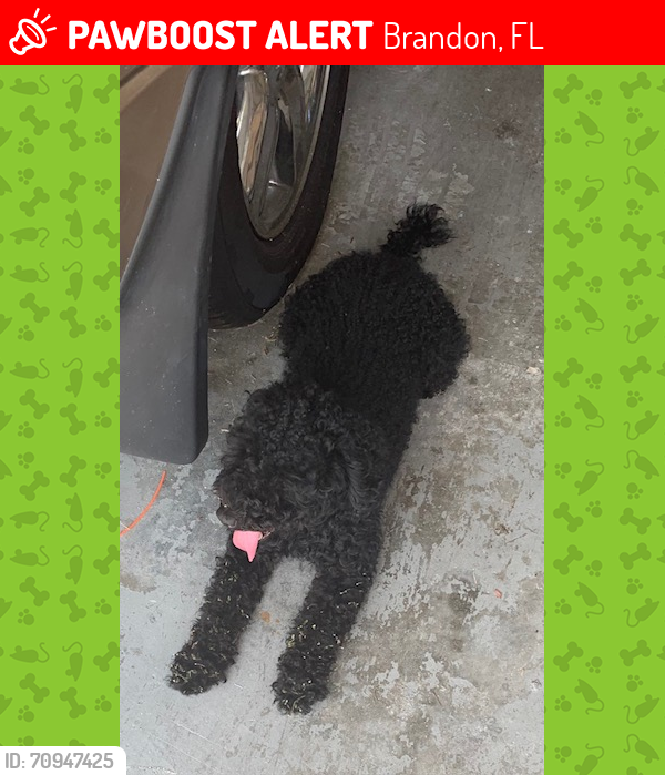 Lost Male Dog last seen hse on Compton St, Brandon, FL 33511