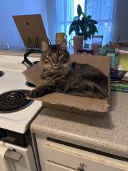 Lost Male Cat last seen 30th and D streets, Sacramento, CA 95816