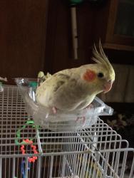 Lost Female Bird last seen Lawson Street and Abby Road, Menasha, WI 54952