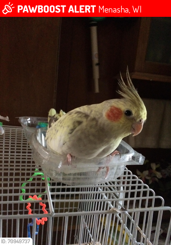 Lost Female Bird last seen Lawson Street and Abby Road, Menasha, WI 54952