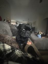 Lost Male Dog last seen Milpas rd, Apple Valley, CA 92308
