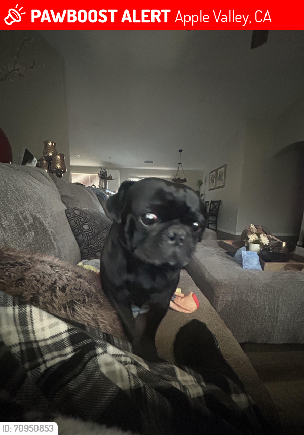 Lost Male Dog last seen Milpas rd, Apple Valley, CA 92308