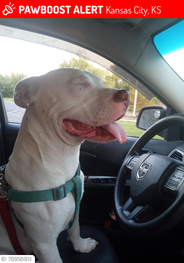 Lost Male Dog last seen Neighborhood behind the Amazon warehouse on college parkway, Kansas City, KS 66111
