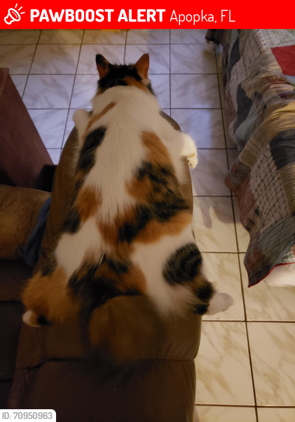 Lost Female Cat last seen Ponkan rd and Rock Springs Rd, Apopka, FL 32712