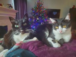 Lost Female Cat last seen North Beaver Lane, Raleigh, NC, Raleigh, NC 27604