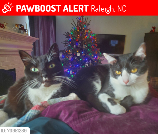 Lost Female Cat last seen North Beaver Lane, Raleigh, NC, Raleigh, NC 27604