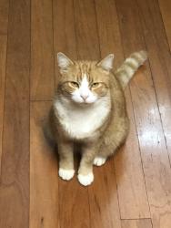 Lost Male Cat last seen Princeton Place Drive, Adairsville, GA 30103