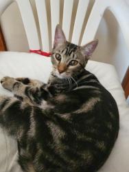 Lost Female Cat last seen 68st and oak, , Scottsdale, AZ 85257