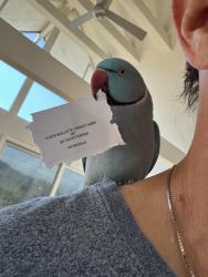 Lost Male Bird last seen Las Alturas Street Los Angeles, Los Angeles, CA 90068