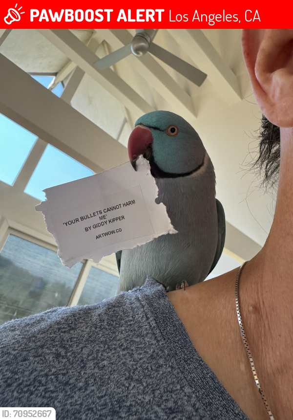 Lost Male Bird last seen Las Alturas Street Los Angeles, Los Angeles, CA 90068