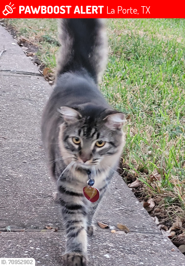 Lost Male Cat last seen Near barton ct la porte tx, La Porte, TX 77571
