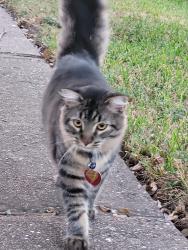 Lost Male Cat last seen Near barton ct la porte tx, La Porte, TX 77571
