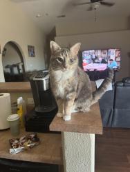 Lost Female Cat last seen Westfield Dr NE and Chaco Canyon Dr NE, Rio Rancho, NM, Rio Rancho, NM 87144