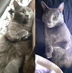 Lost Male Cat last seen Blair & First street, Calexico, CA 92231