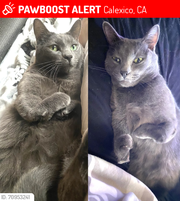 Lost Male Cat last seen Blair & First street, Calexico, CA 92231