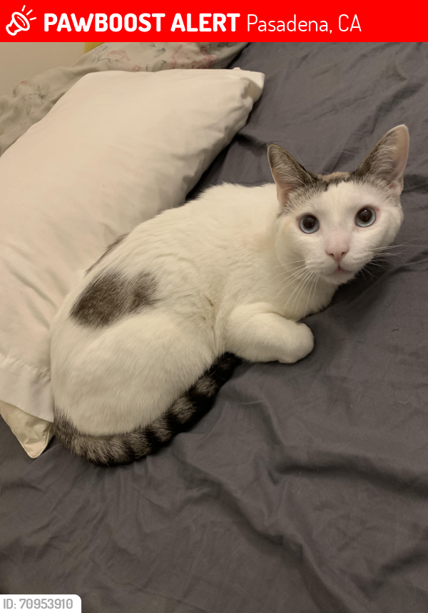 Lost Male Cat last seen E villa st and north Euclid ave Pasadena , Pasadena, CA 91101