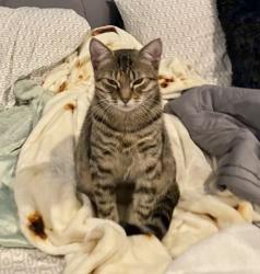 Lost Female Cat last seen Windmill View Road and Hacienda Drive, El Cajon, CA 92020
