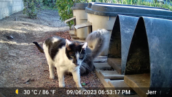 Lost Unknown Cat last seen Between EG Blvd & Nestling Circle, Elk Grove, CA 95757