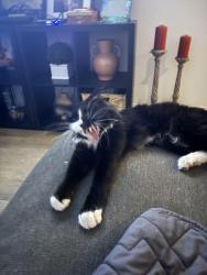 Lost Male Cat last seen Citrus and Duncan Canyon, Fontana, CA 92335