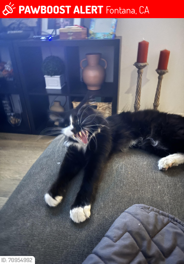 Lost Male Cat last seen Citrus and Duncan Canyon, Fontana, CA 92335