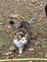 Lost Female Cat last seen Liberty Street and Rio Vista Street, Billerica, MA 01862