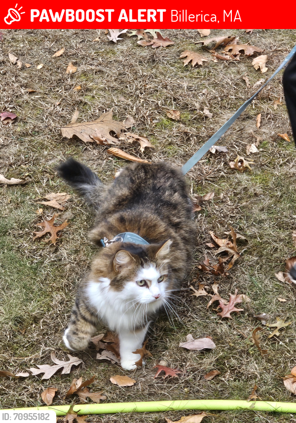 Lost Female Cat last seen Liberty Street and Rio Vista Street, Billerica, MA 01862