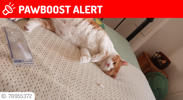 Lost Male Cat last seen Speke Road, Woolton ,Liverpool 25, Woolton, England L25 7TL