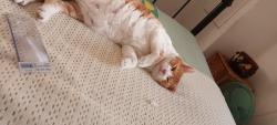 Lost Male Cat last seen Speke Road, Woolton ,Liverpool 25, Woolton, England L25 7TL