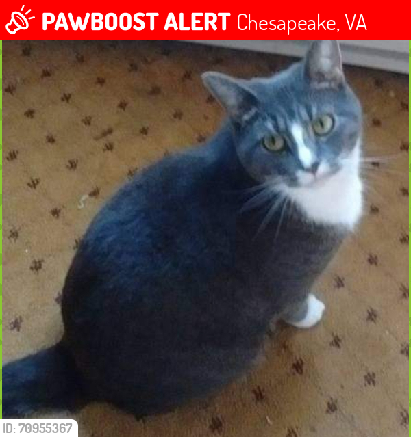 Lost Female Cat last seen Tyre Neck Rd and West High Street, Chesapeake, VA 23321