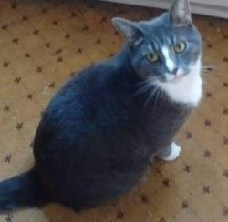 Lost Female Cat last seen Tyre Neck Rd and West High Street, Chesapeake, VA 23321