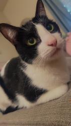 Lost Male Cat last seen Cesar Chavez St & 6th St, Pueblo Viejo Villas, Coachella, CA 92236